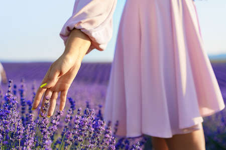 Girls hand touching the folowers in lavender fieldの写真素材