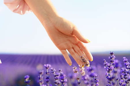 Girls hand touching the folowers in lavender fieldの写真素材