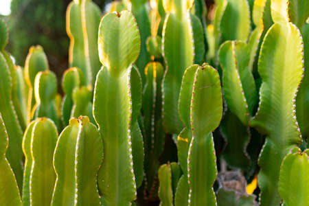 Grouping of many Ñactus in tropical garden for backgroundの写真素材