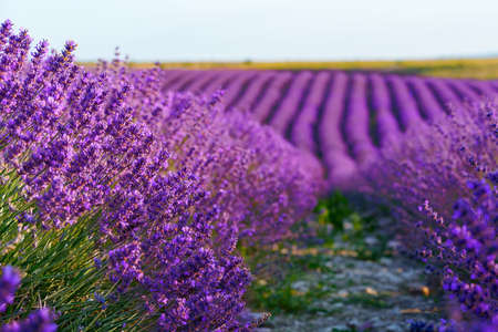 Lavender field rows in summer on sunsetの写真素材