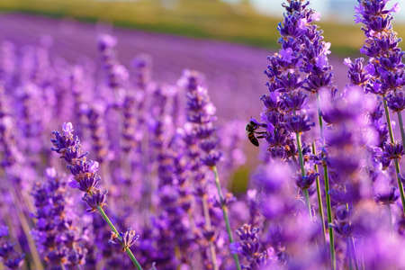 Beautiful lavender flowers close up on a fieldの写真素材