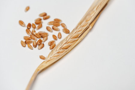 Several grains of cereals, natural dry grainの写真素材