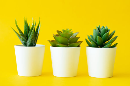 Potted house plant over a yellow bright backgroundの写真素材