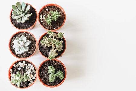 Beautiful potted succulent plants on a white table top viewの写真素材