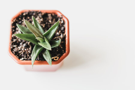 Beautiful potted succulent plants on a white table top viewの写真素材