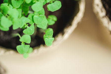 green seedling growing out of soilの写真素材