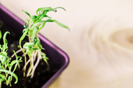 green seedling growing out of soilの写真素材