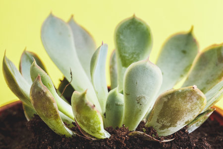succulent plant on a yellow background.