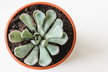 Succulents. Potted small house plants, home interiorの写真素材