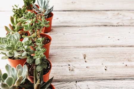 arrangement of the succulents or cactus succulentsの写真素材