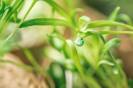 green seedling growing out of soilの写真素材