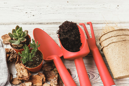 Planting Succulents in Pots with Japanese Soil and shovelの写真素材