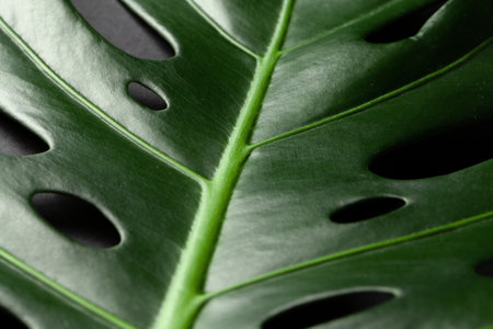 Monstera tropical plant leaf on black background