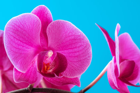 Purple orchid plant blossom close up on blue backgroundの写真素材