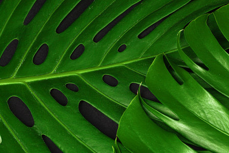 Close up of a monstera leaf on dark black background