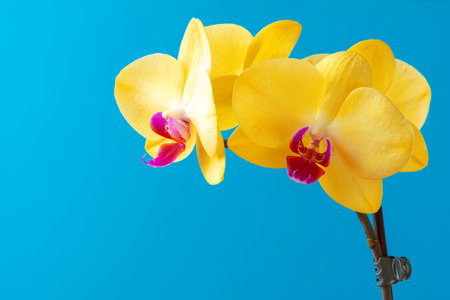 Close up photo of yellow blooming orchid branchの写真素材