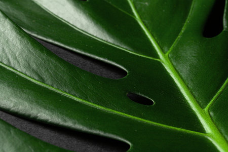 Monstera tropical plant leaf on black backgroundの写真素材