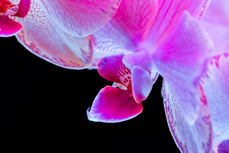 Purple orchid branch on dark black backgroundの写真素材