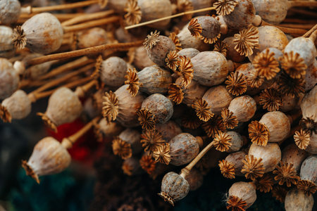 Close up of dried flower plant bunch.の写真素材