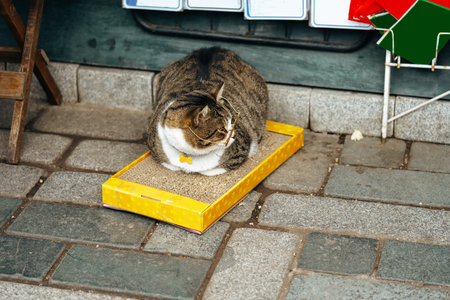 Homeless street cat in the city of Istanbulの写真素材