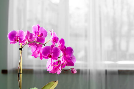 Beautiful purple Orchid flowers on a branchの写真素材