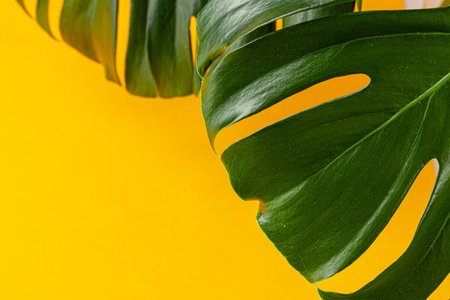 Monstera leaf on a bright yellow backgroundの写真素材