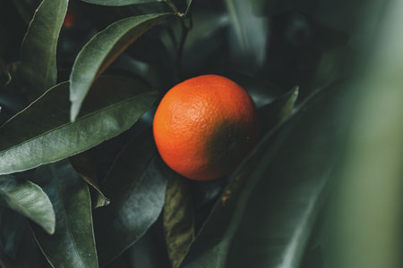 Ripe tangerine on a tree branch surrounded by green leavesの写真素材