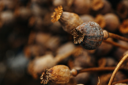 Close up of dried flower plant bunch.の写真素材