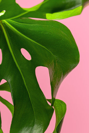 Texture of a monstera leaf close up on pink backgroundの写真素材