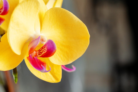Close up of yellow flowers of Orchidの写真素材