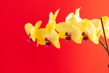 Orchid flowers on red background close upの写真素材
