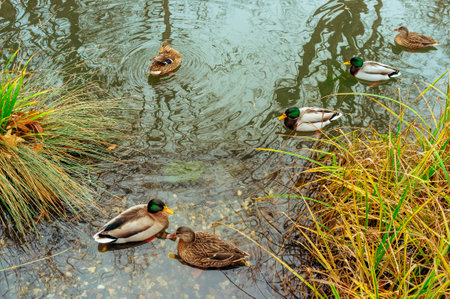 Group of spot-billed ducks on the pondの写真素材