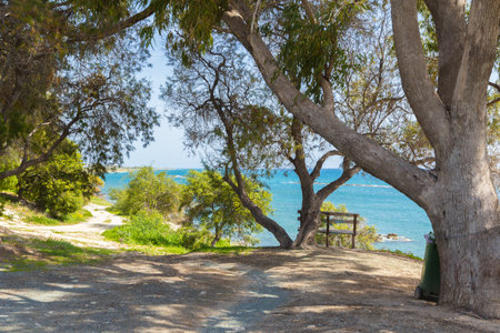 Green parks forest field and tree backgroundの写真素材