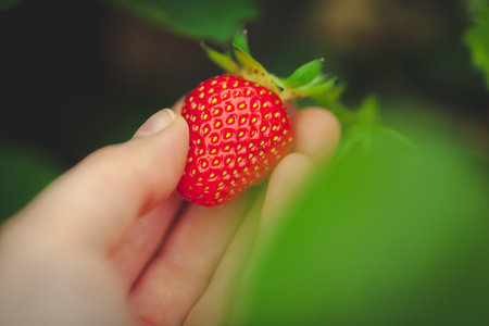 hands holding handful of ripe strawberries, farm fieldの写真素材