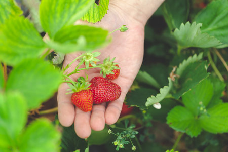 hands holding handful of ripe strawberries, farm fieldの写真素材