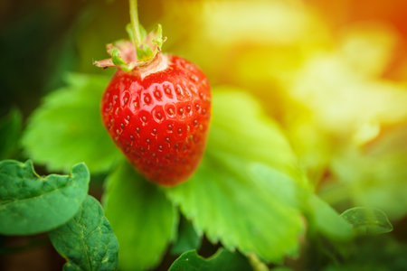 Strawberry field in the morning close up, no personの写真素材