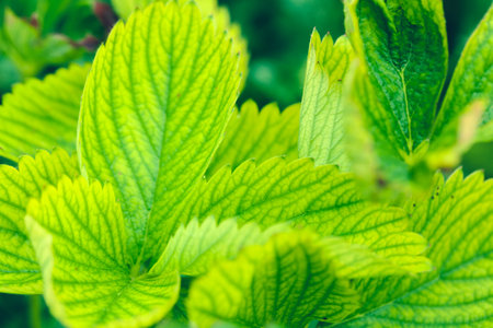 strawberry leaves background in a strawberry field