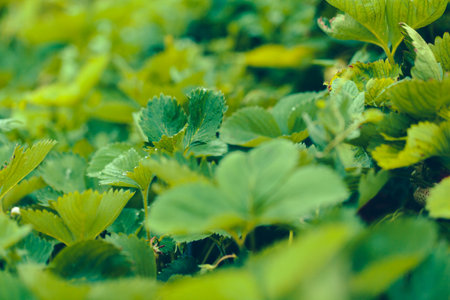 strawberry leaves background in a strawberry fieldの写真素材