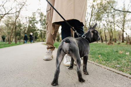 French bulldog puppy on a leash during a walk in park