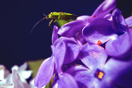 Macro image of spring lilac violet flowersの写真素材