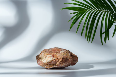 Granite stone with branch green leaf on studio backgroundの写真素材