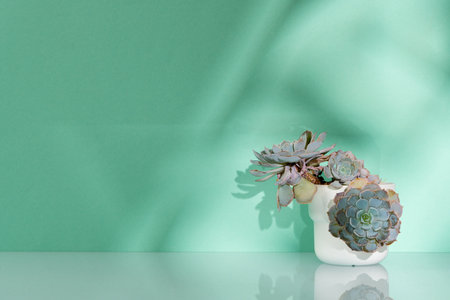 Pot with houseplant against mint wall copy spaceの写真素材