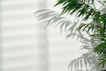 Green palm leaves and shadows on a white wall