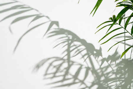 Palm leaves and shadows against white wall for background