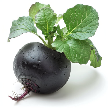 Fresh Black Radish With Green Leaves on White Background Captured in Natural Lightの素材