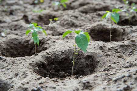 Young Seedlings Growing in Well-Tended Soil Under Bright Sunny Conditions in Springtime Gardenの素材