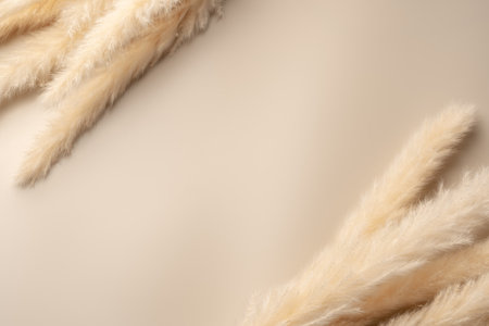 Soft Beige Pampas Grass on beige backgroundの写真素材