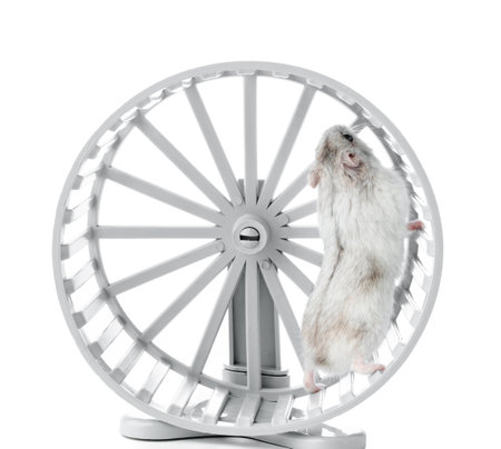 A playful hamster exercises energetically in a white wheel on a white backgroundの写真素材