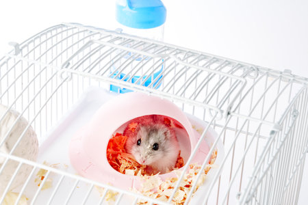 A curious hamster exploring its brightly colored habitat on a sunny afternoonの写真素材