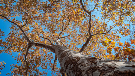 Autumn leaves cascade from a tall tree against a clear blue sky in a vibrant display of seasonal colors during the fallの素材